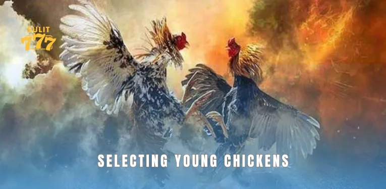 Selecting young chickens