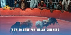 How to Care for Malay Chickens