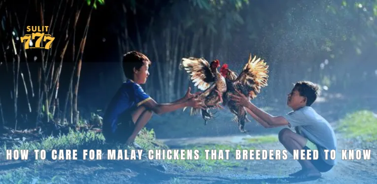 How to Care for Malay Chickens that breeders need to know