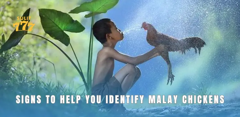 Signs to help you identify Malay chickens