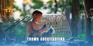 Thomo Cockfighting – Explanation of Important Terms in the Match