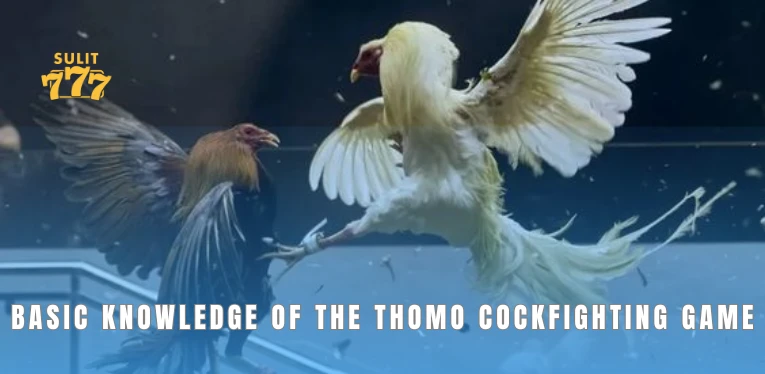 Basic knowledge of the Thomo cockfighting game