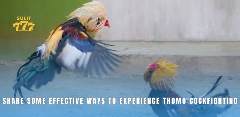 Share some effective ways to experience Thomo cockfighting