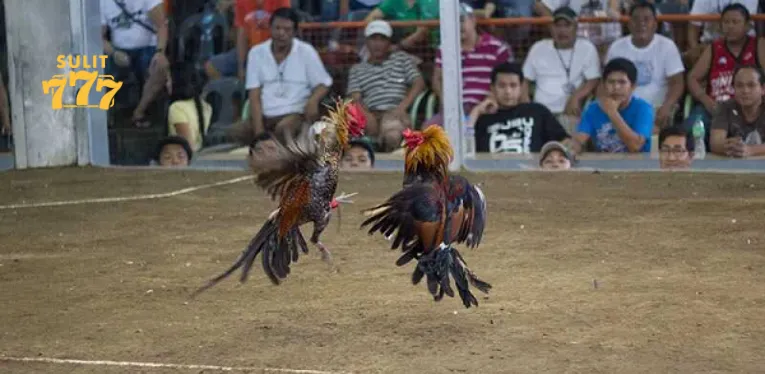 Introduction to cockfighting with knives