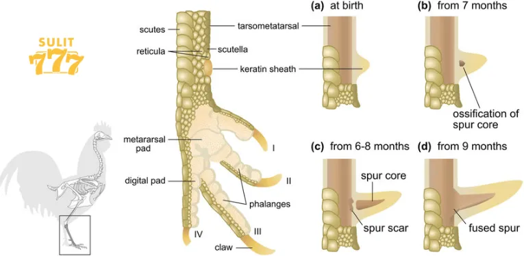 Chicken lines appearing in popular spur form