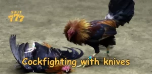 Cockfighting with knives – Experience the ultimate battle at Sulit 777