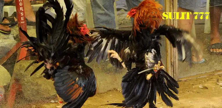 Philippine Cockfighting