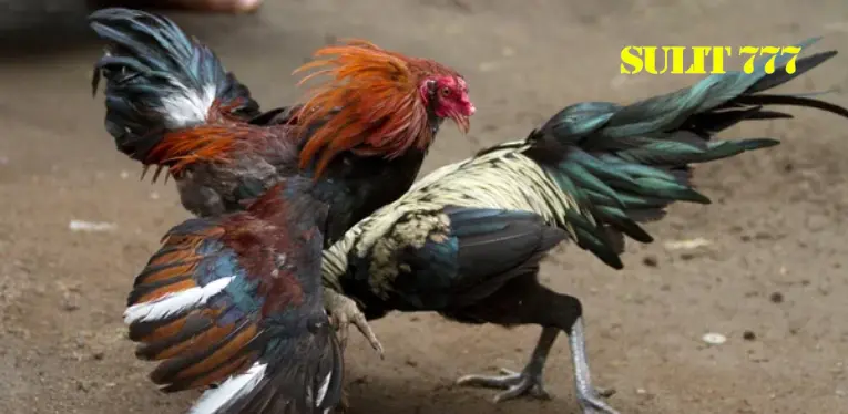 Philippine Cockfighting