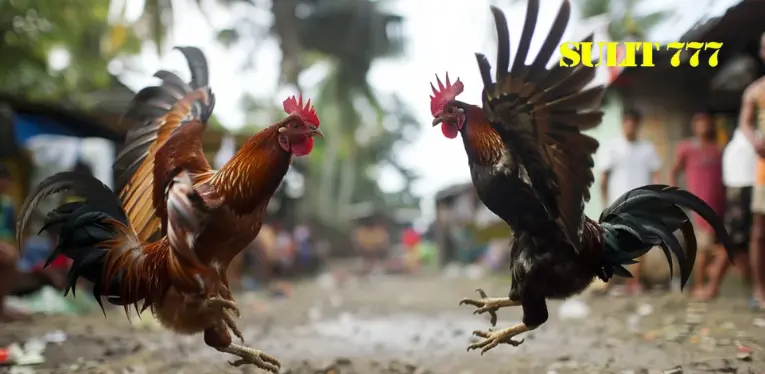 Philippine Cockfighting