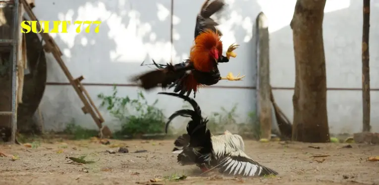 Philippine Cockfighting