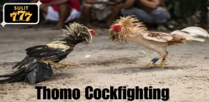 Thomo Cockfighting