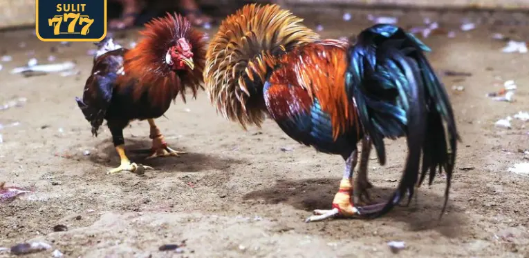 What is the concept of live cockfighting c1?