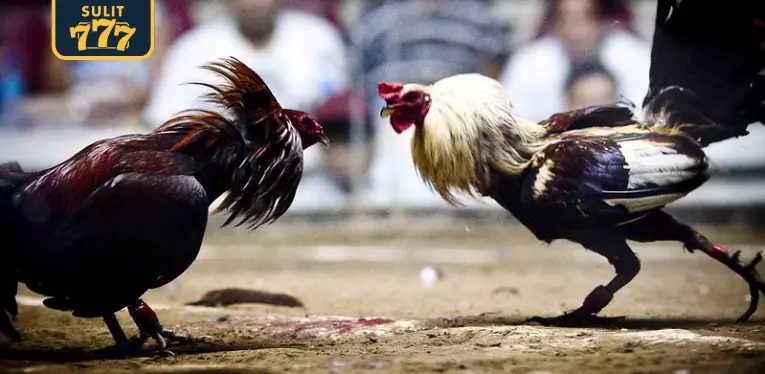 Instructions for betting on live cockfighting c1 at Sulit777