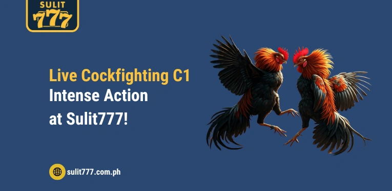 Live Cockfighting C1 – Intense Action at Sulit777!